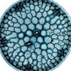 Meet your Posher, Anne